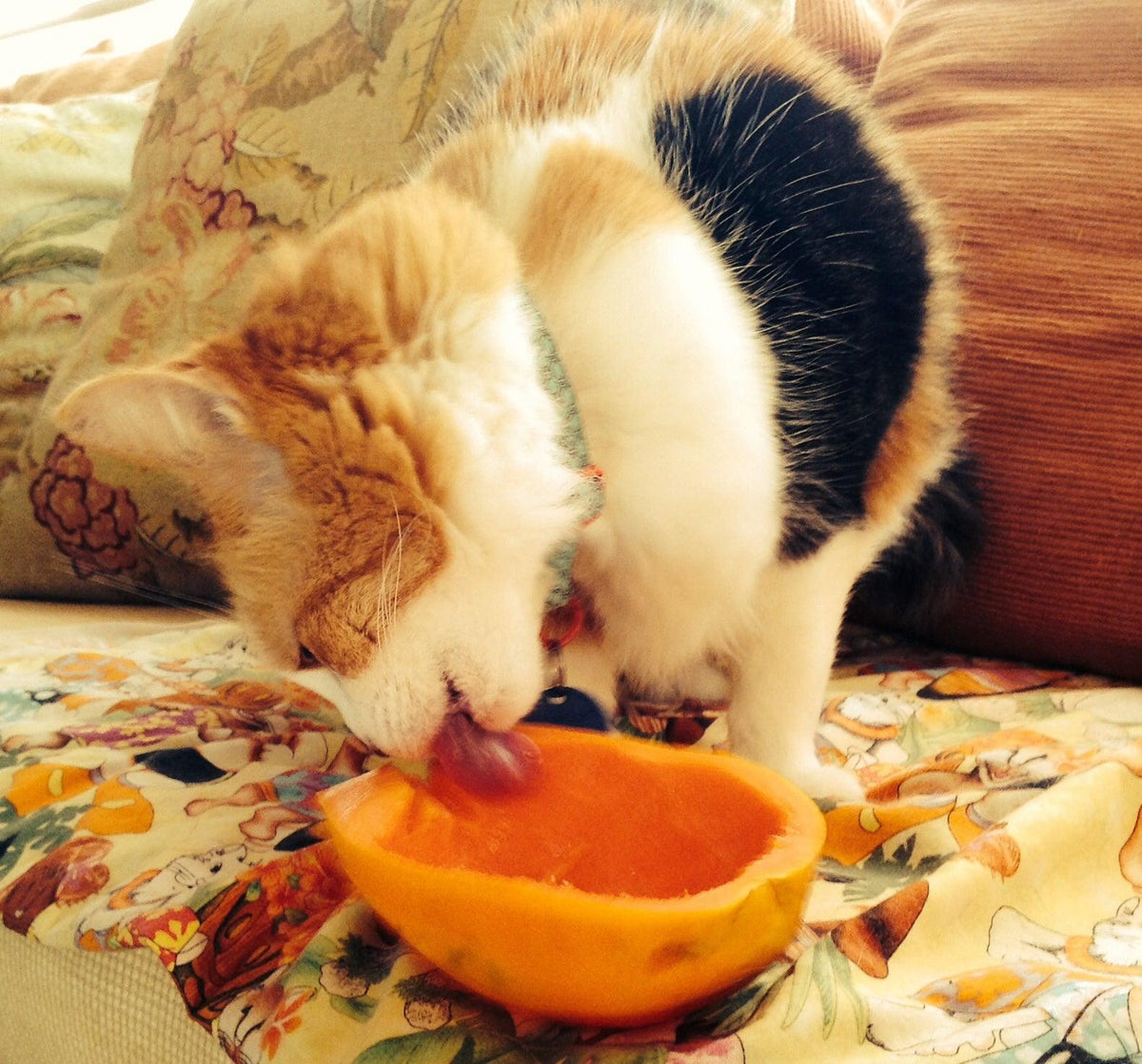 Can Cats Eat Papaya? NextGenPaws Pet Portraits